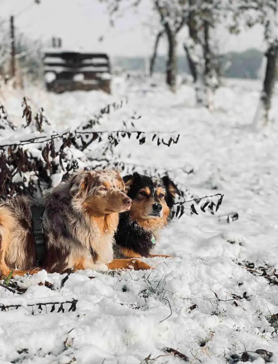 Villaharmony Wartet Auf Familien Mit Hund! Lommatzsch Luaran gambar